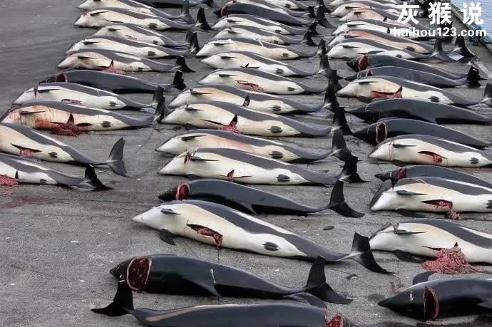 捕杀了333头鲸鱼！日本捕鲸船从南极满载而归