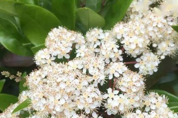 石楠花为什么叫最污花 石楠花可以美化环境
