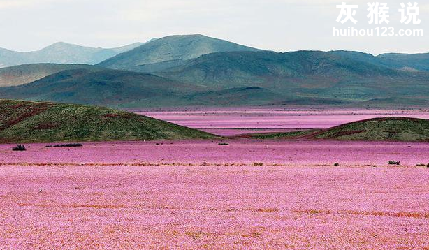 在秘鲁沙漠中 却生长着一种神奇的沙漠之花