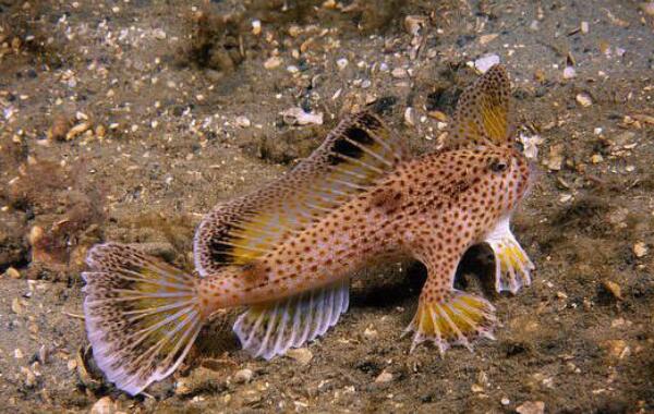 斑点疣�L是一种长有“手”的鱼，并且能用“手”在海床上行走