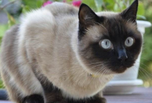 暹罗猫是短毛猫的代表品种 世界上最著名短毛猫